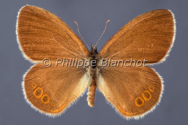coenonympha hero.JPG - Coenonympha heroMélibéeScarce HeathLepidoptera, Nymphalidae, SatyrinaePapillon protégé en France
